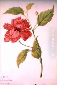 Peony Style Flower by Mary Granville Delany