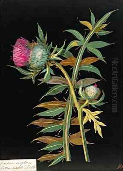 Cotton headed thistle Carduus eriophorus - view 1