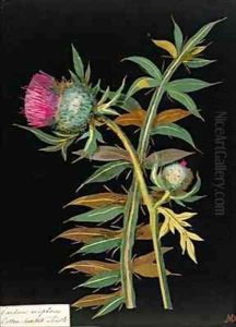 Cotton headed thistle Carduus eriophorus by Mary Granville Delany