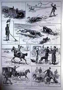 Coursing Matches Coursing Matches