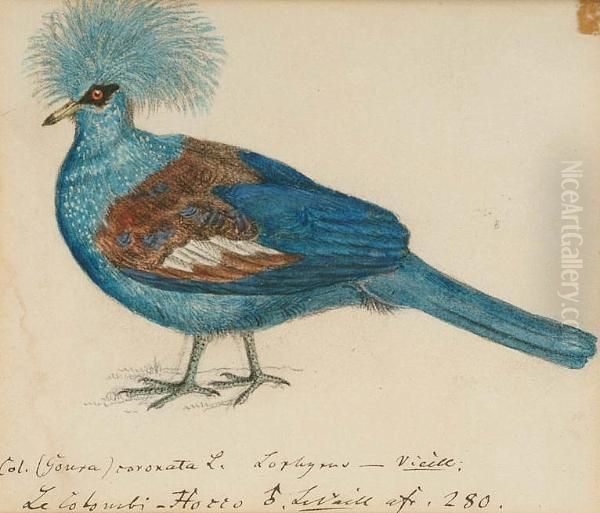 Blue Crowned Pigeon (goura
Cristata, New Guinea); Large Himalayan Greenbilled Malkoha (rhapodytes
Tristis, Asia); A. Coua (madagasca); Pied Puffbird (notharchus Tectus,
South America); Chestnut-throated Seedeater (sporophila Telasco);
Swallow Wing - view 1