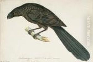 Groove Billed Ani (crotophaga
Sulcirostris, Central America); Evening Grosbeak (hespriphona
Vespertina, North America); Coucal (cuckoo Family); Black And White
Cuckoo (clawator Jacobinus, Africa); Scaly-breasted Ground Dove
(columbina Passerina, M by Heinrich Gottlieb Ludwig Reichenbach
