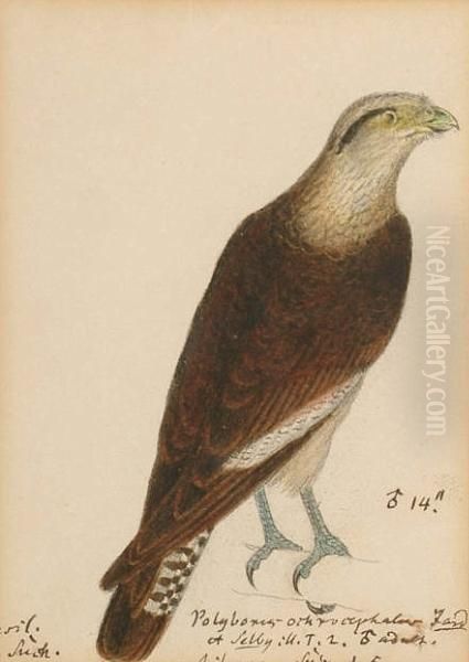 Solitary Eagle; Verreaux's Eagle
 (africa); Rufous-bellied Hawk-eagle (lophotriorchis, Kienern, Asia); 
Martial Eagle; Verreaux's Eagle (aquila Vereauxi); Mountain Caracara 
(phalcoboenus Megalopterus, South America); Black Eared Kite (milvus 
Lincatu - view 1