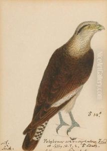 Solitary Eagle; Verreaux's Eagle
 (africa); Rufous-bellied Hawk-eagle (lophotriorchis, Kienern, Asia); 
Martial Eagle; Verreaux's Eagle (aquila Vereauxi); Mountain Caracara 
(phalcoboenus Megalopterus, South America); Black Eared Kite (milvus 
Lincatu by Heinrich Gottlieb Ludwig Reichenbach
