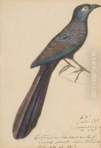 Centripus Violaceus (new Ireland
 And New Britain, Pacific); Common Black Hawk (buteogallus Anthragius, 
South America); Coua Serriana (madagasca); Egyptian Vulture (neophron 
Perenopterus); Gray-crested Finch (lophospingus Griseocristatus, South 
Ame