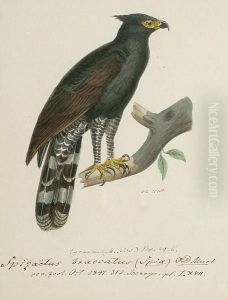Black Eagle Hawk; Crested
Serpent Eagle (spilornis Cheela); Changeable Hawk Eagle (spitaetus
Limmaeetus); Steller's Sea Eagle, China, Korea; Steppe Eagle (aquila
Nipalenis); Bat Hawk (machaerhamphus Alcinus); Hawk Eagle Java (nisaetus
Cirrhatus); by Heinrich Gottlieb Ludwig Reichenbach