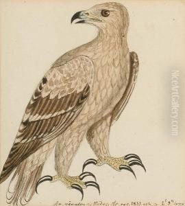 Crested Serpent Eagle; Booted 
Hawk-eagle (hietaaetus Pennatus); Bonelli's Or Slender Hawk Eagle; 
Yellow Grosbeak (pheucticus Chrysopeplus, South America); A Hawk by Heinrich Gottlieb Ludwig Reichenbach