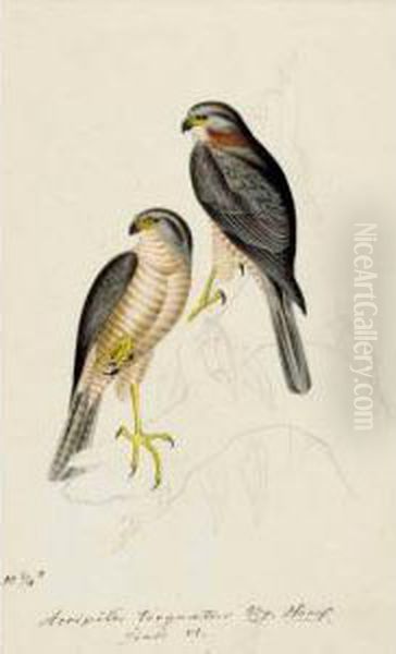 An Album Of Original Pencil And Watercolour Drawings Of Birds Of
Prey.
German, Mid-nineteenth Century - view 1