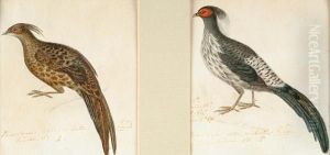Asian Gamebirds Asian Gamebirds