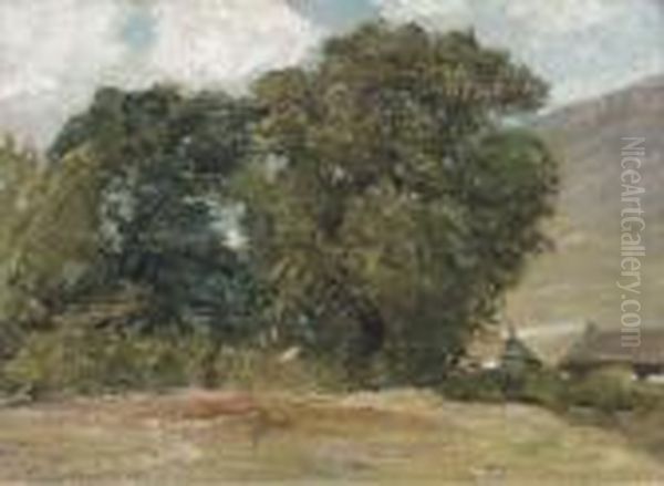 Trees At Mill Mhor, Killin, Perthshire - view 1