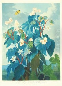 The Oblique-leaved Begonia