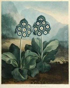 Depicting 2 Flowers
