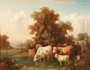 Cattle Watering