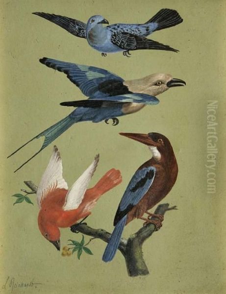Paradiesvogel - view 1