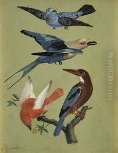 Paradiesvogel by Louis, Ludwig Reinhardt