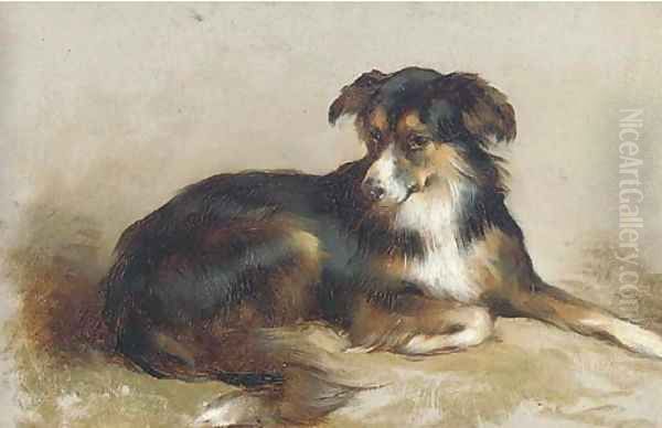 A collie - view 1