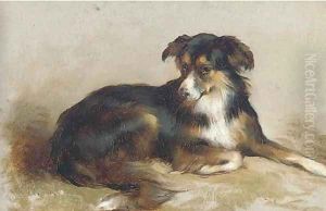 A collie by Edwin Douglas
