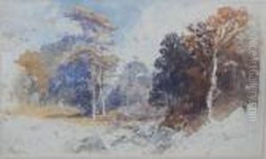 In The Forest Of Ballochbowie, Aberdeenshire