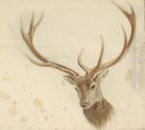 Study For The Head Of A Stag, Together With 4 Other Animal Studies By The Same Hand by Josef Wolft Richter