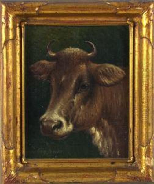 Portrait Of A Cow - view 1