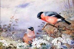 A Pair of Bullfinches Amongst the Blossom by Otto Murray Dixon