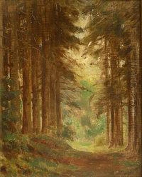 Woodland - view 1