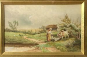 Rural Scene With A Farmers Wife Feeding The Calves
