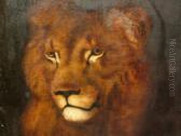 Study Of A Lion - view 1