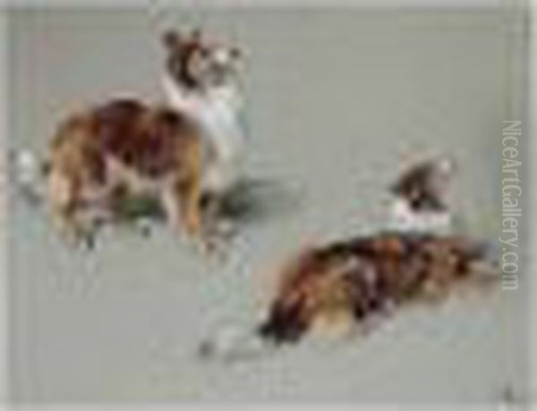 Collies - view 1