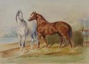 Cavalli