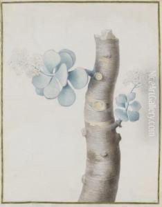Blooming Flowers On A Branch Of A Succulent Plant