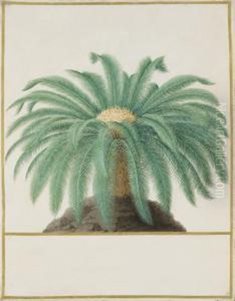 Study Of A Palm Tree - view 1