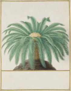 Study Of A Palm Tree