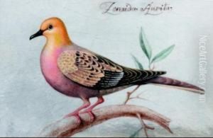 Zenaida Aurita by Nicolas Robert