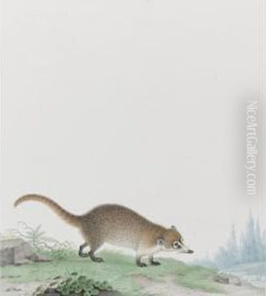 A Coati Mundi - view 1