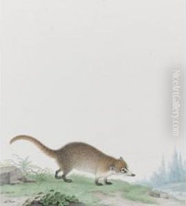 A Coati Mundi by Nicolas Robert