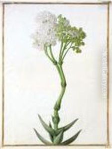 A Crassula by Nicolas Robert