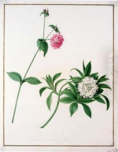 Two Species Of Peony by Nicolas Robert