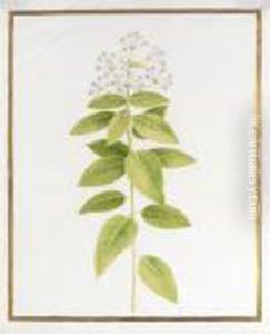 A Pentas
