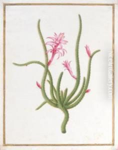An Aporocactus by Nicolas Robert
