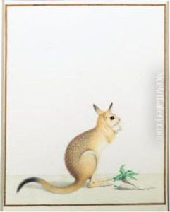 A Rat Kangaroo