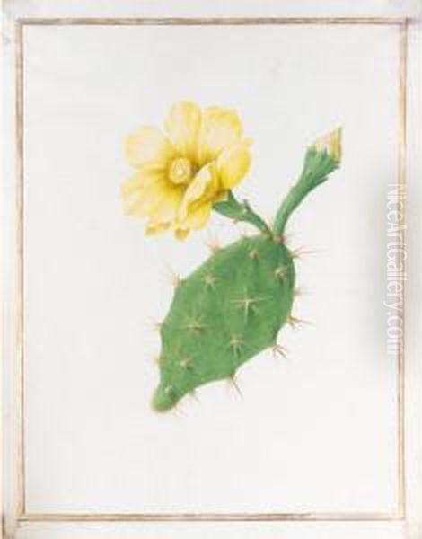An Echinopsis - view 1