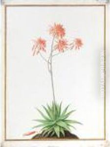 An Aloe by Nicolas Robert