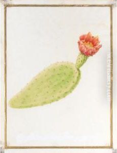 An Opunta Americana by Nicolas Robert