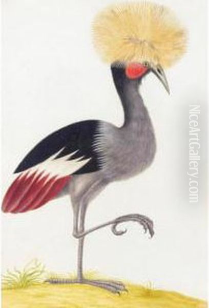 A Crowned Crane - view 1