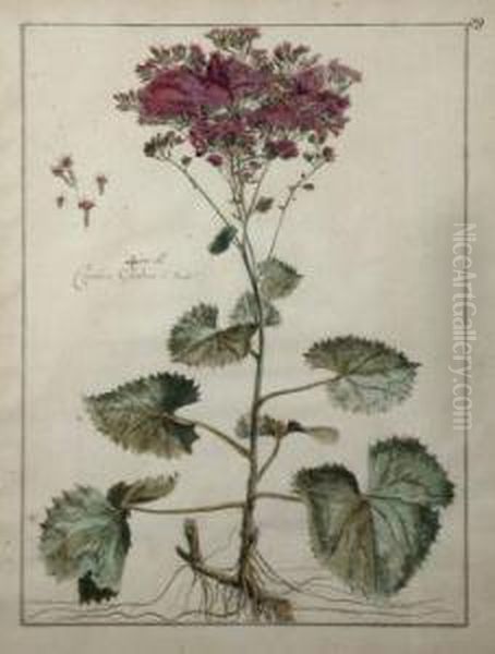 Floral Studies - view 1