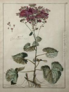 Floral Studies by Nicolas Robert