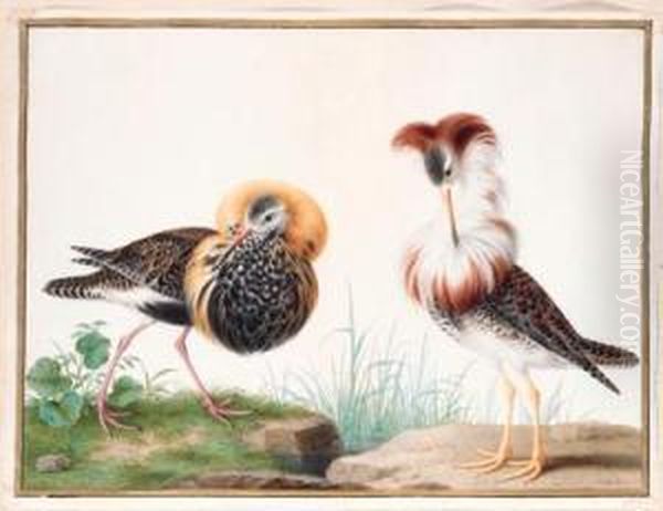 Deux Chevaliers Combattants - Two Male Ruffs - Philomachus Pugnax - view 1