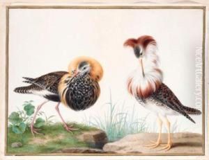 Deux Chevaliers Combattants - Two Male Ruffs - Philomachus Pugnax by Nicolas Robert