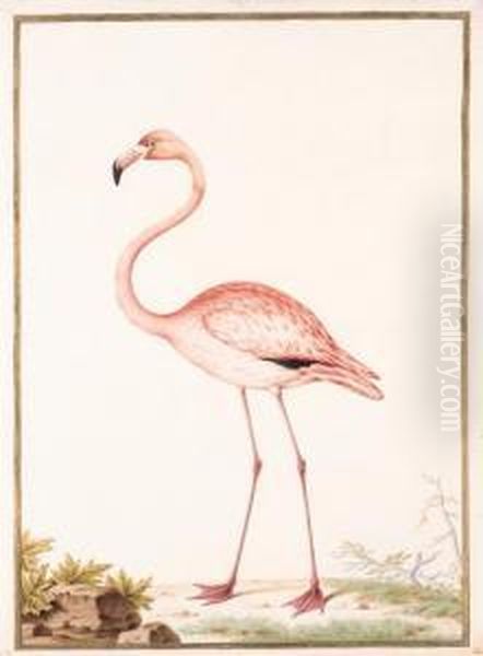 Flamant Rose - Flamingo - Phoenicopterus Ruber - view 1
